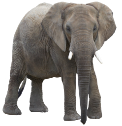 Photograph of an elephant