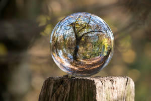 Photo of a glass ball sitting on a wooden post with a beautiful leafless tree appearing inside; the background is a natural setting, but blurred.