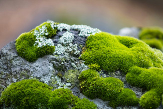 Photo of a gray rock with lovely green moss patches growing on it.