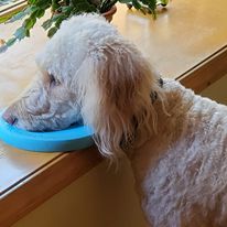 Photo of a Golden Doodle with her chin resting on a frisbee on a window-ledge, looking toward the left.