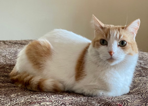 Photo of an orange and white cat in "meatloaf pose"